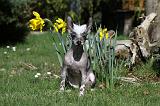 CHIEN NU CHINOIS 116